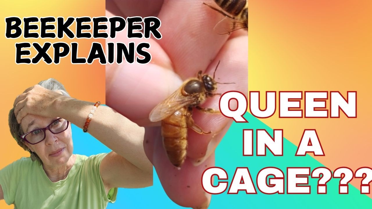 HOW LONG CAN A QUEEN BEE STAY IN A SHIPPING CAGE ??? 