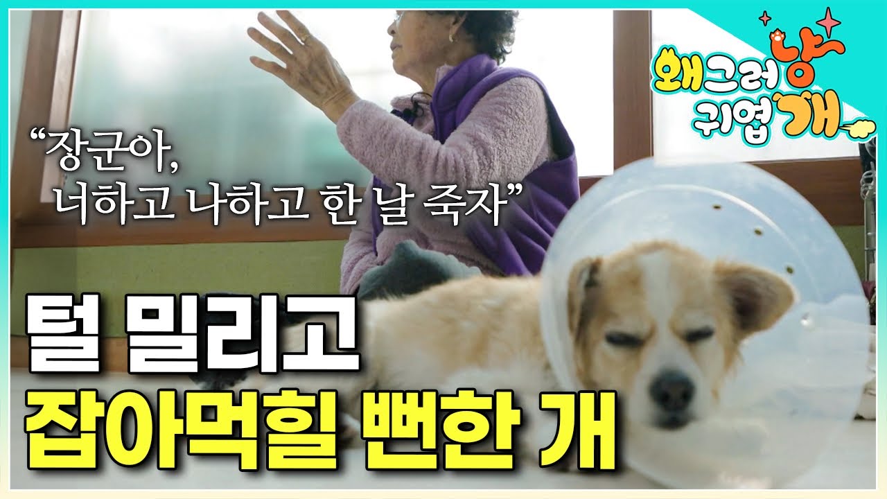 장군이에게 물린 흉터들이 가득하지만, 안쓰러운 마음뿐인 할머니.. 설쌤을 눈물짓게 한 사연은? │#왜그러냥귀엽개