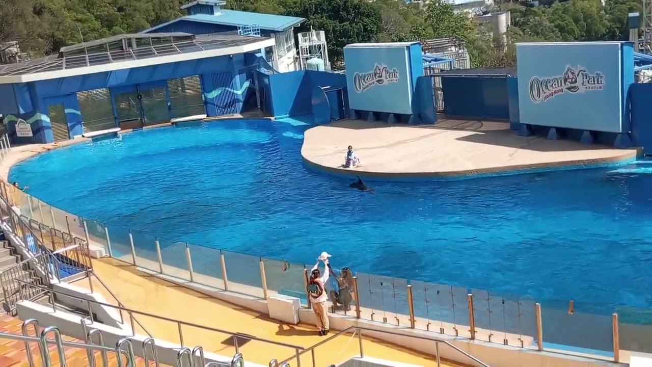 Dolphin Exhibitions in Ocean Park Hongkong 