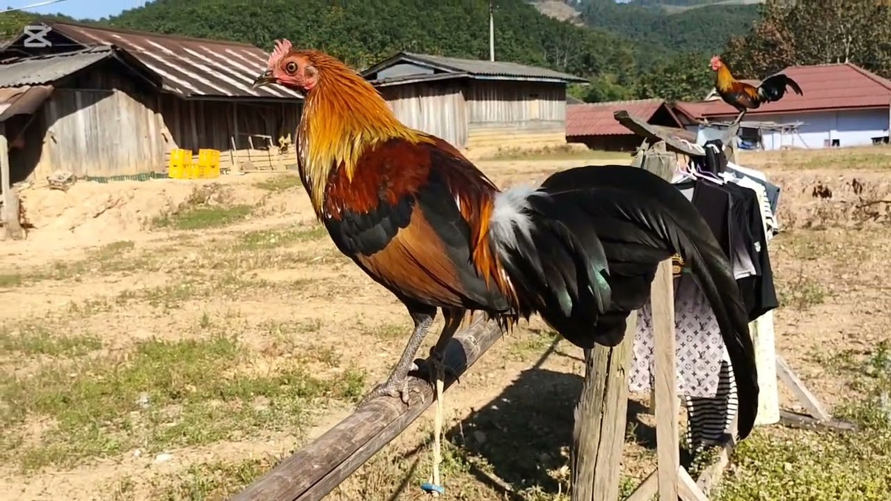Qaib Zoo Nraug F1. 12/12/2025