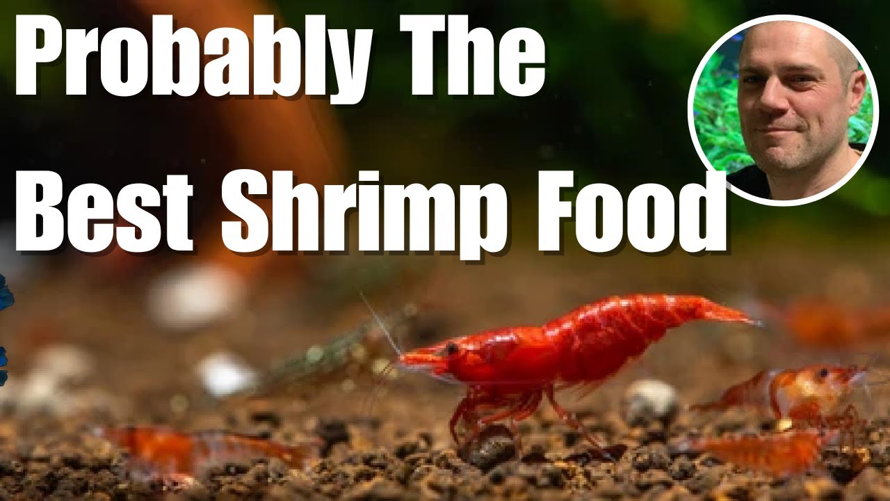 Biofilm - THE Greatest Shrimp Food That No One Is Talking About! 👀