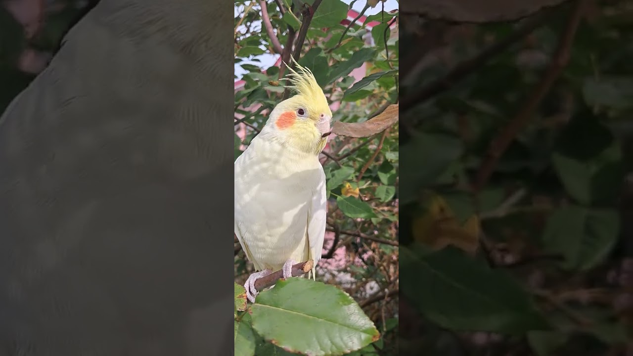 RIO THE COCATIEL BIRD 