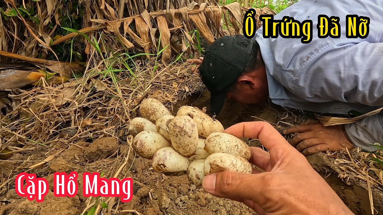 Cặp Hổ Mang Đang Quần Ổ Thêm 1 Ổ Trứng Đã Vừa Nỡ | Mười Thương Săn Bắt