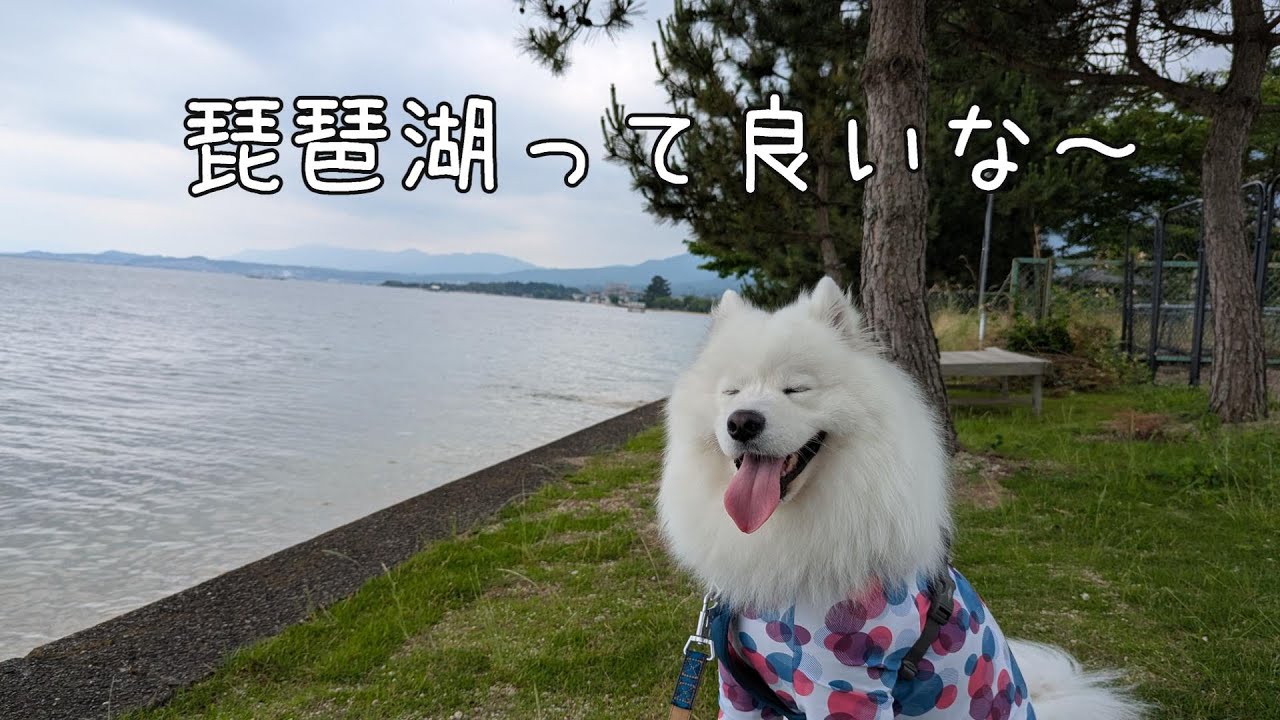 サモエド ラルジュ 琵琶湖の湖畔にあるDog Ran Cafe、FILER（フィレール）さんに行って来ました！