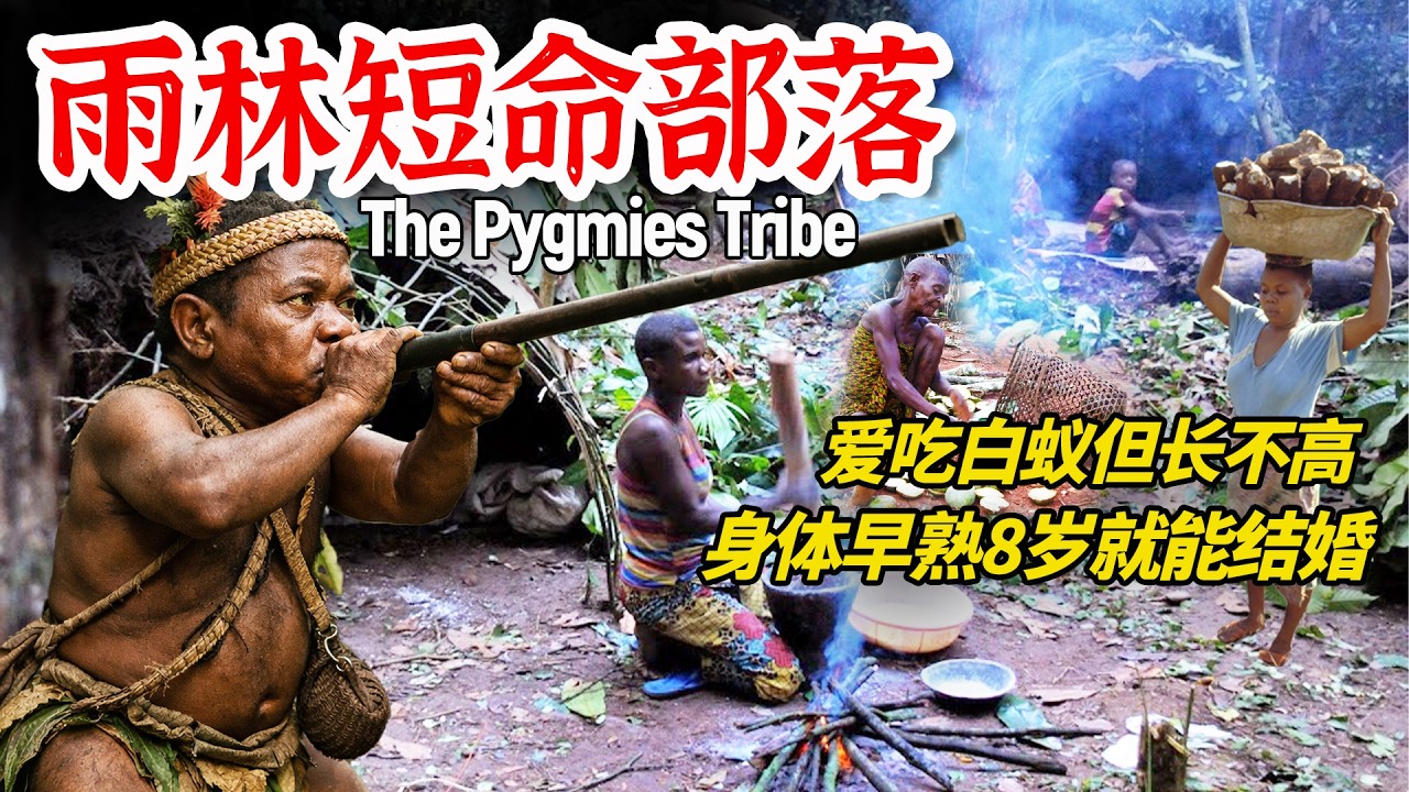 热带雨林短命原始部落：8岁就发育成熟结婚生子，命和身高一样短！还被抓到动物园展览？#原始部落 #俾格米人 #pygmy