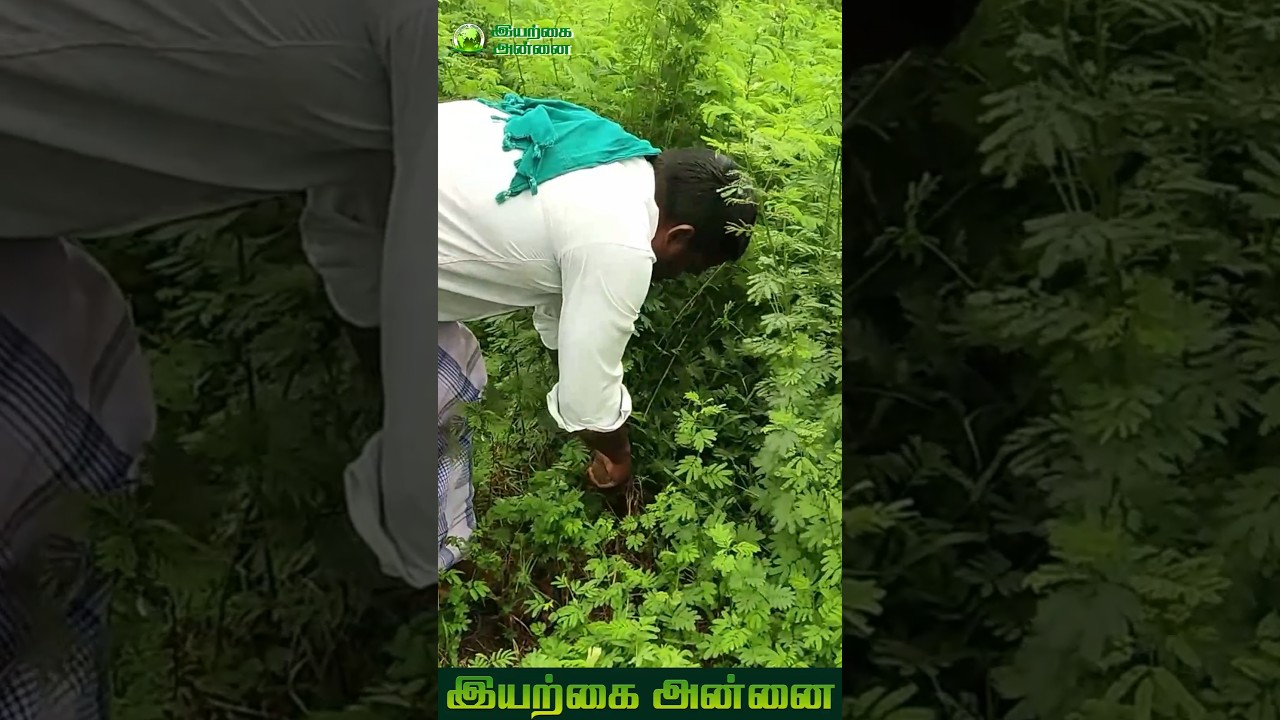 வேலி மசால் சாகுபடி #shorts