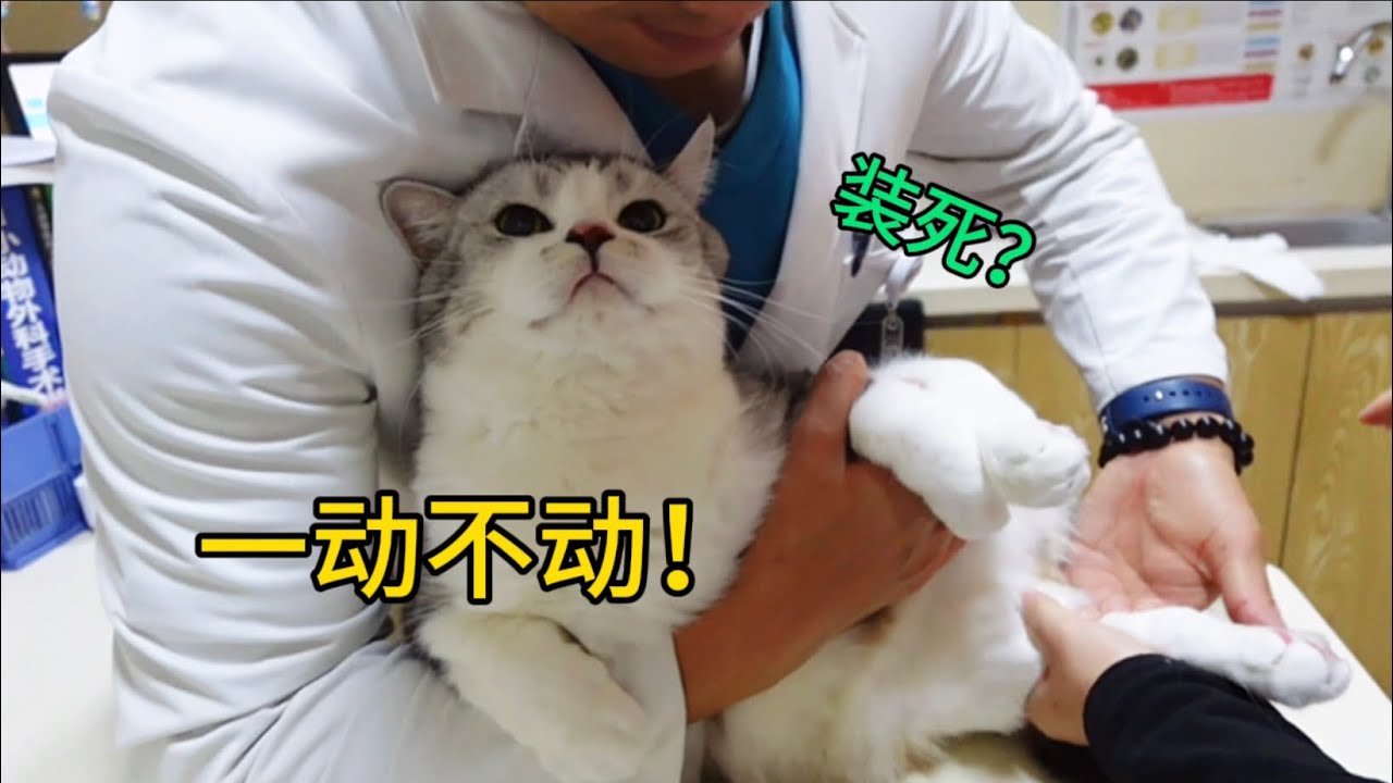 小貓企圖裝死逃過體檢？結果體檢項目更多啦！