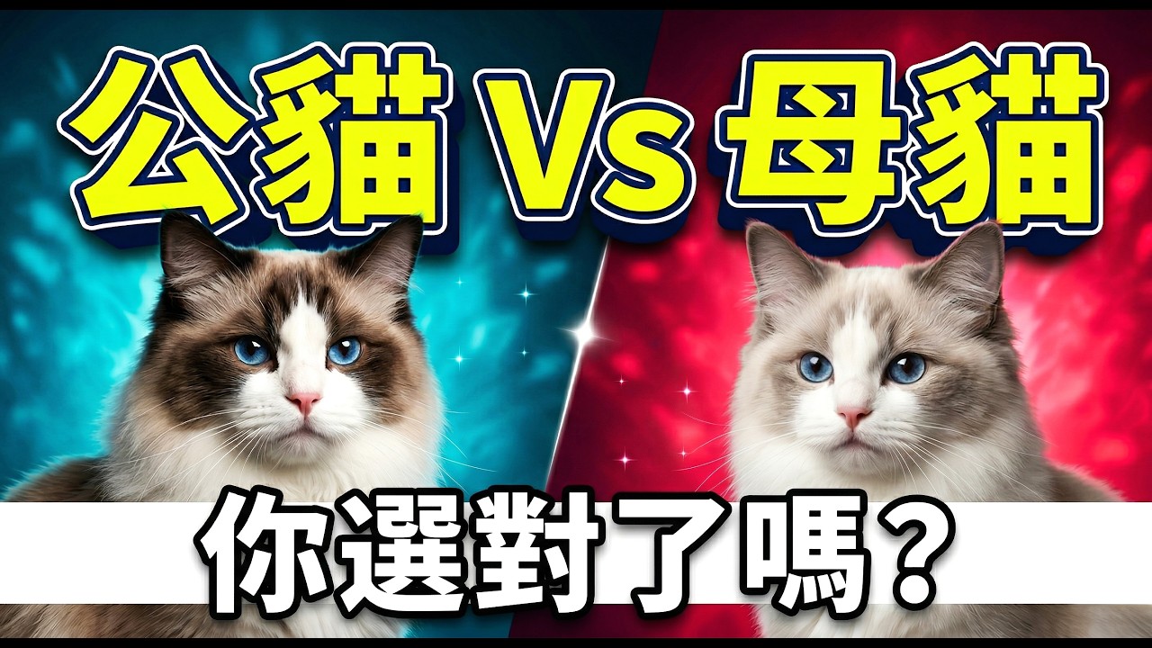 公貓 vs 母貓&hellip;差別比你想的更大😳（很多人養錯) #貓 #貓咪 #公貓 #母貓 #養貓技巧 #貓咪日常 #貓咪解析 #貓咪行為學 #布偶貓 #小貓 #貓日常 #貓奴必看 #可愛