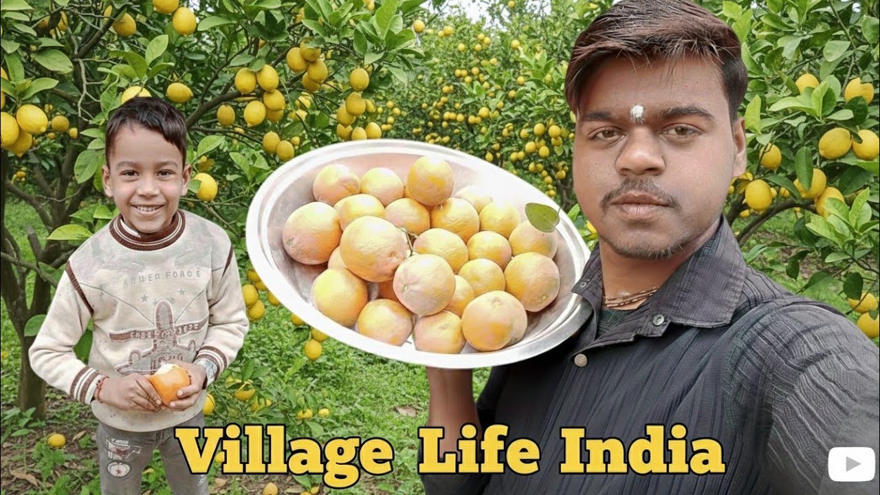 गाँव का असली खजाना: एक साथ तोड़े इतने सारे फल! 🍋✨ Sumitvlog110 #vlog #familyvlog 