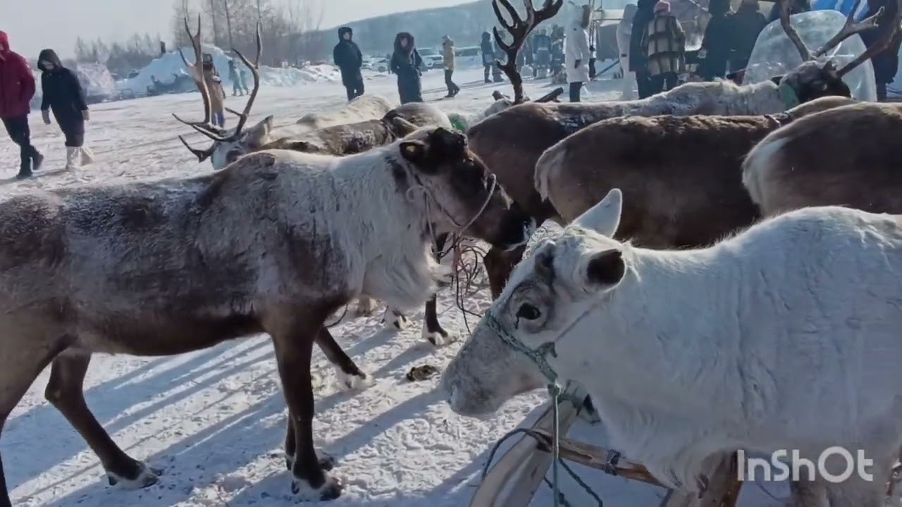 День оленевода 1 марта 2025 года в Якутии в Нерюнгри возле посёлка Иенгра и Золотинка на реке Иенгра