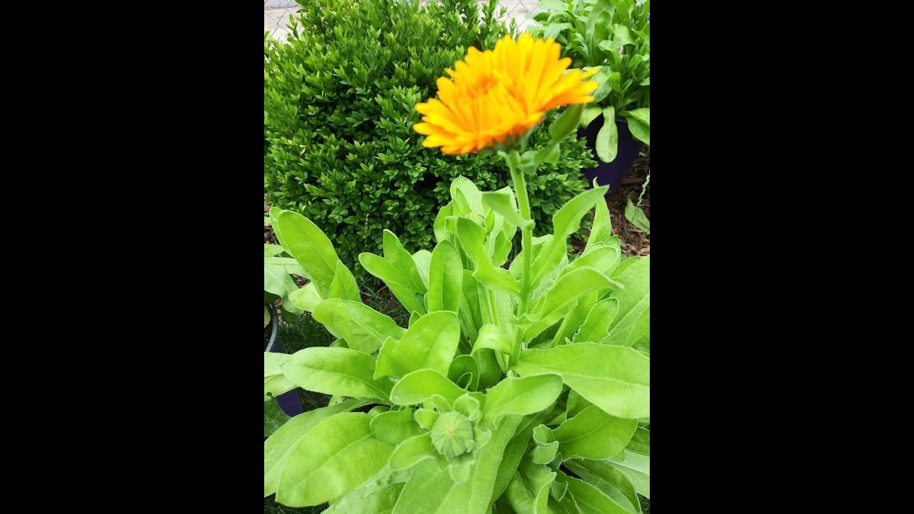 Calendula annual flower. How to grow calendula