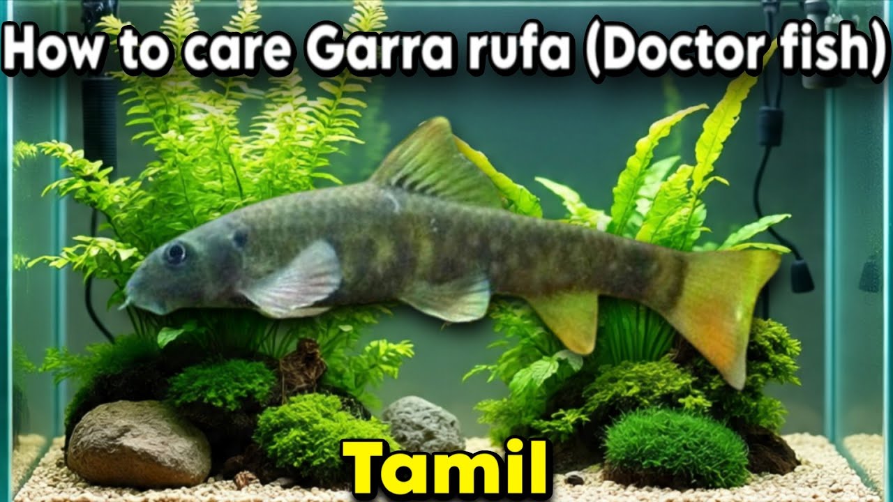 How to care Garra rufa (Red tail garra or Doctor fish) Tamil 