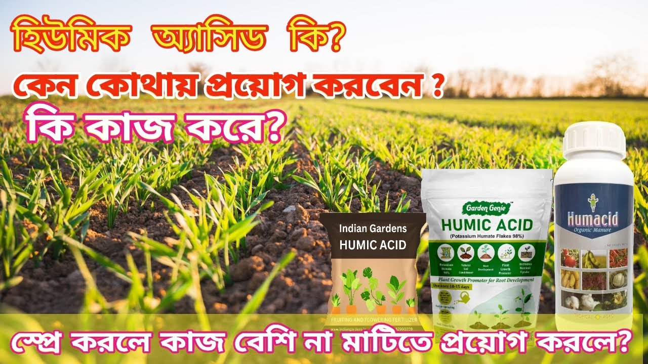 মাটি ও ফসলের জন্য হিউমিক অ্যাসিড প্রাকৃতিক মহাঔষধ। Best soil conditioner