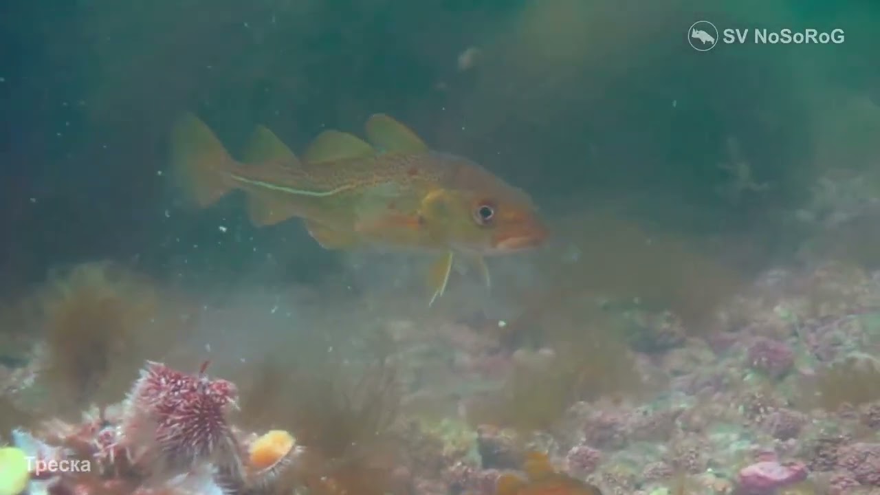 В каком возрасте Атлантическая треска (Atlantic cod) &mdash; Gadus morhua начинает совершать миграции ?