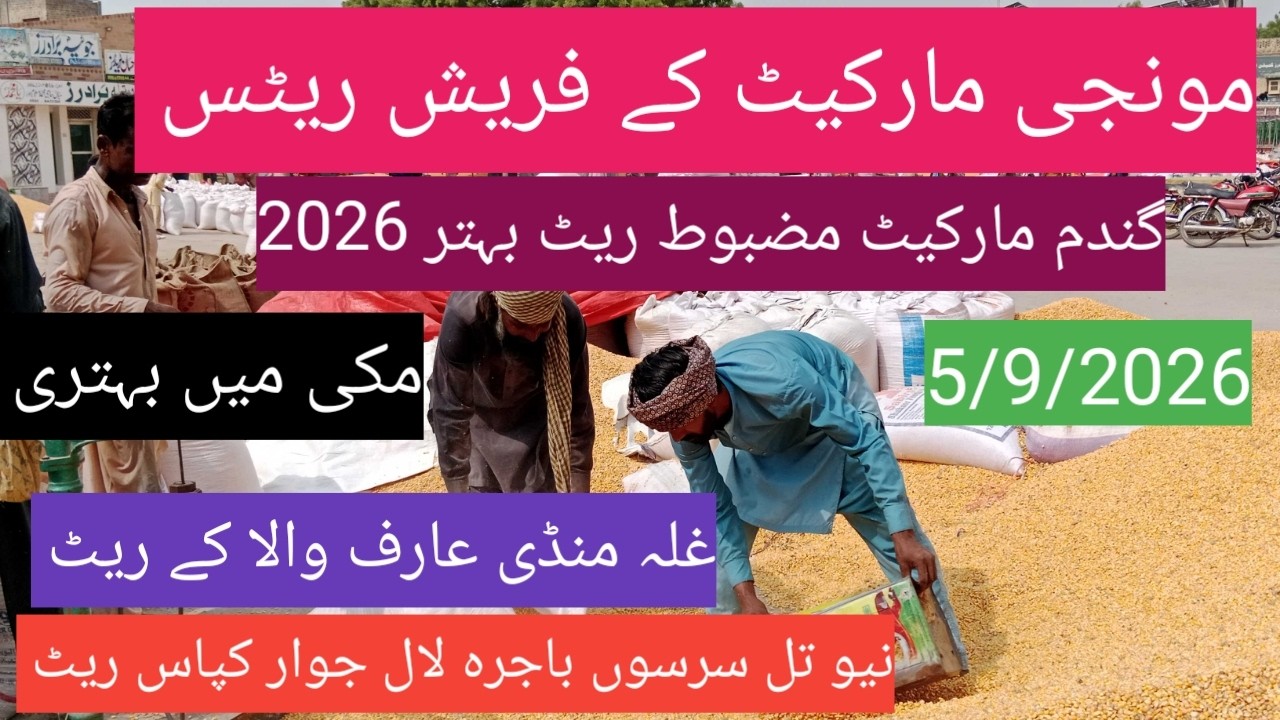 New Dhan price today|| گندم کا ریٹ 2026| makki til sarso| Ghalla Mandi Arifwala Punjab
