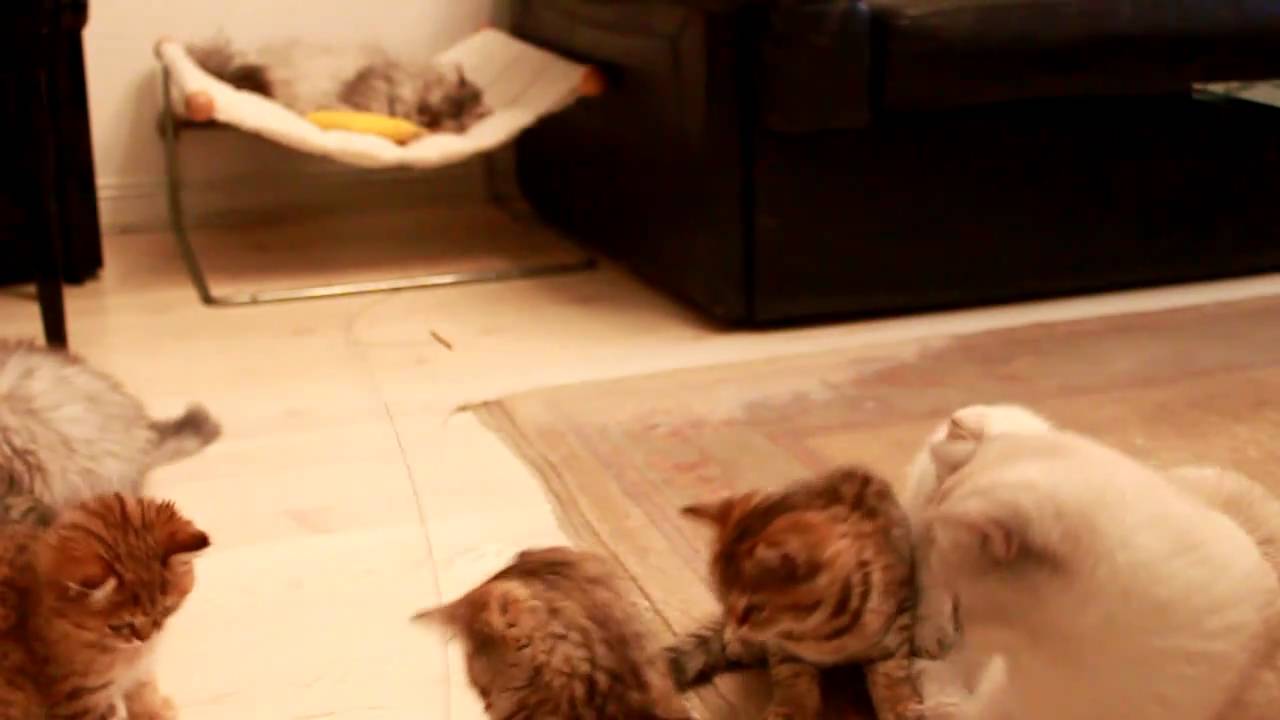 Les chatons jouent encore et encore...
