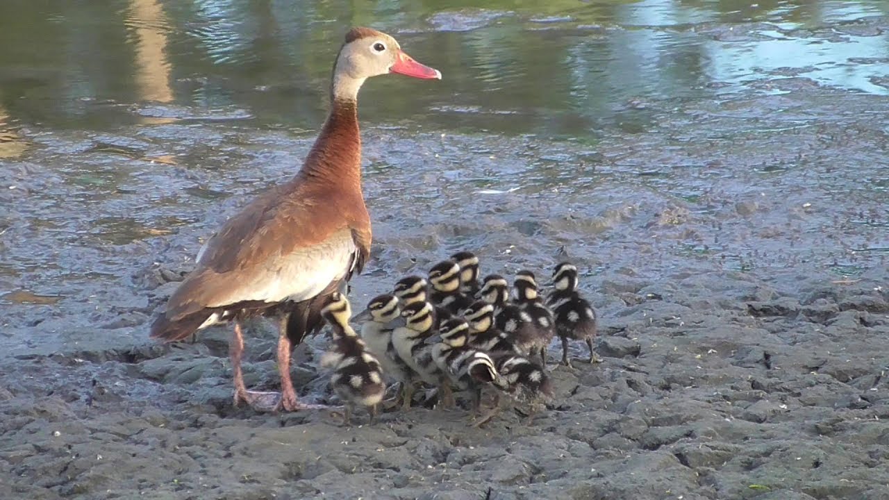 Black-bellied Whistling Duck family. Los Fresnos, Texas.