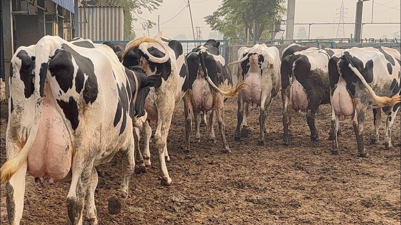 Champions cow 🥇65..65 lt milk with 4 teeth ready for competition tour of Dhillon dairy farm