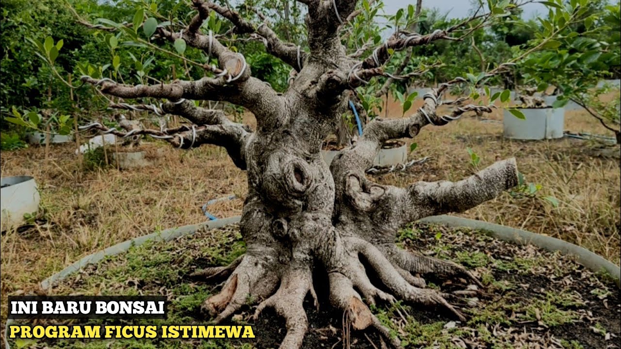 KOLEKSI KOLEKTOR JEMBER PENUH BONSAI  FICUS KIMENG! ISTIMEWA DAN MEWAH KOLEKSINYA