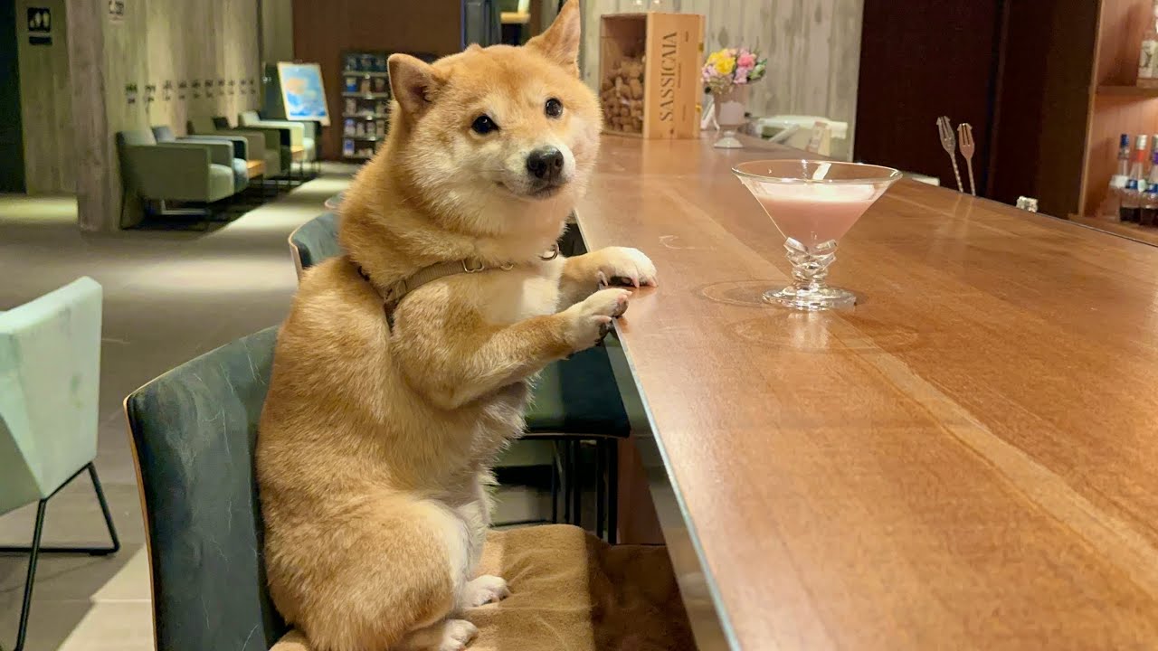 まるで人間のようにバーカウンターでカクテルを飲む豆柴が可愛過ぎました...