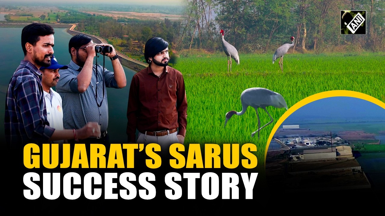 Pariej Wetland: Gujarat&rsquo;s Sarus Crane conservation success story