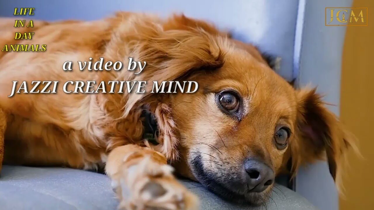 Life in a day animals