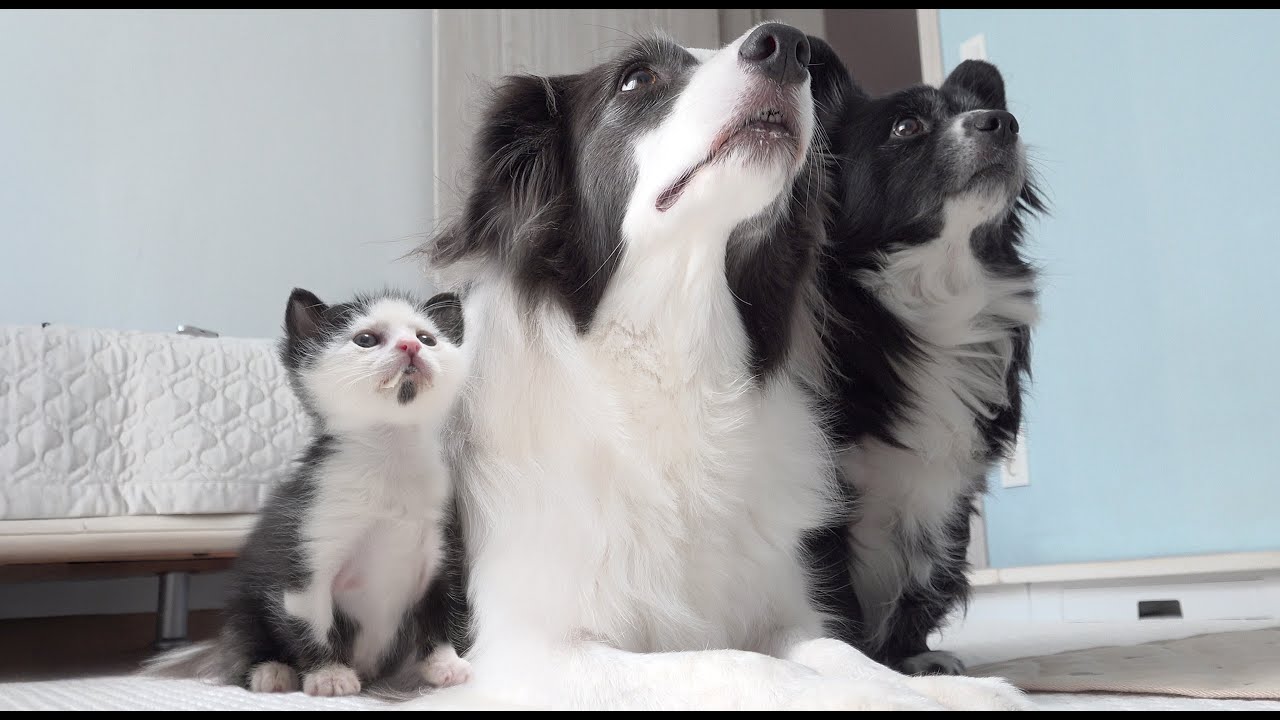 Tiny Kitten Raised By Dogs Is 100% Convinced He’s A Border Collie