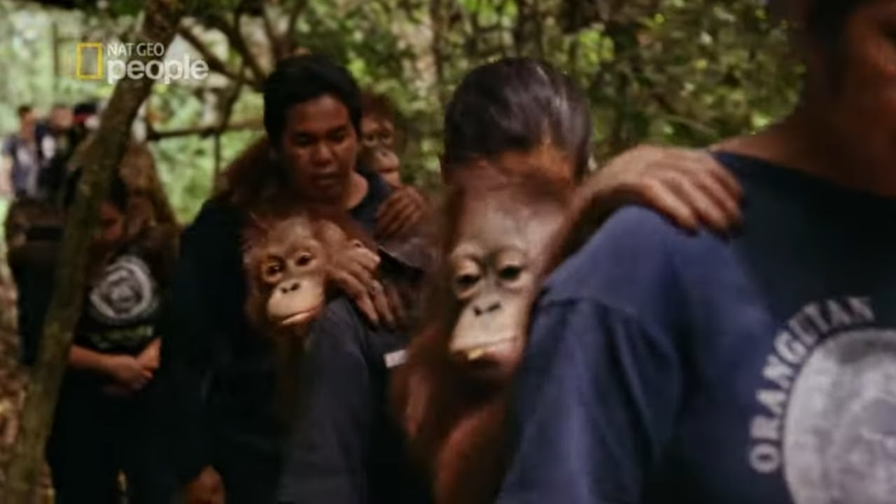 Ci ludzie ratują osierocone przez działalność człowieka orangutany [Wielka Tr&oacute;jka]