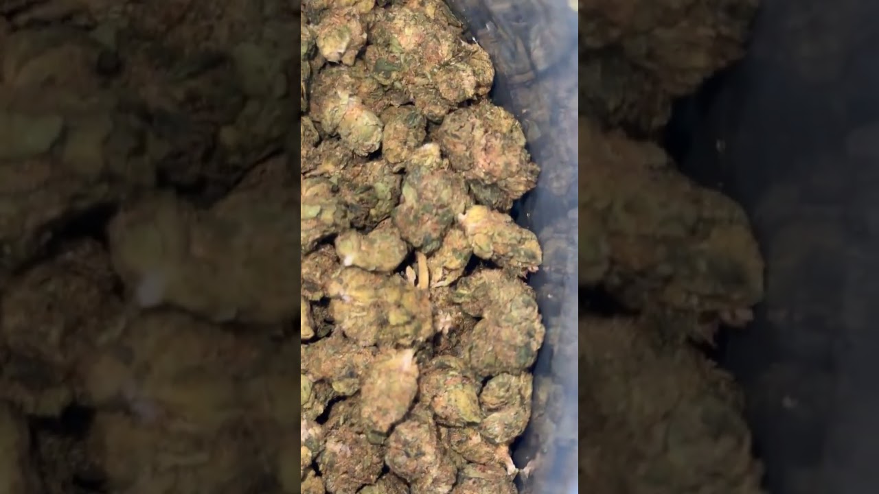&ldquo;SUPER RUNTZ SMALLS&rdquo; LIT FARMS THCA ESSENTIAL#thcareview