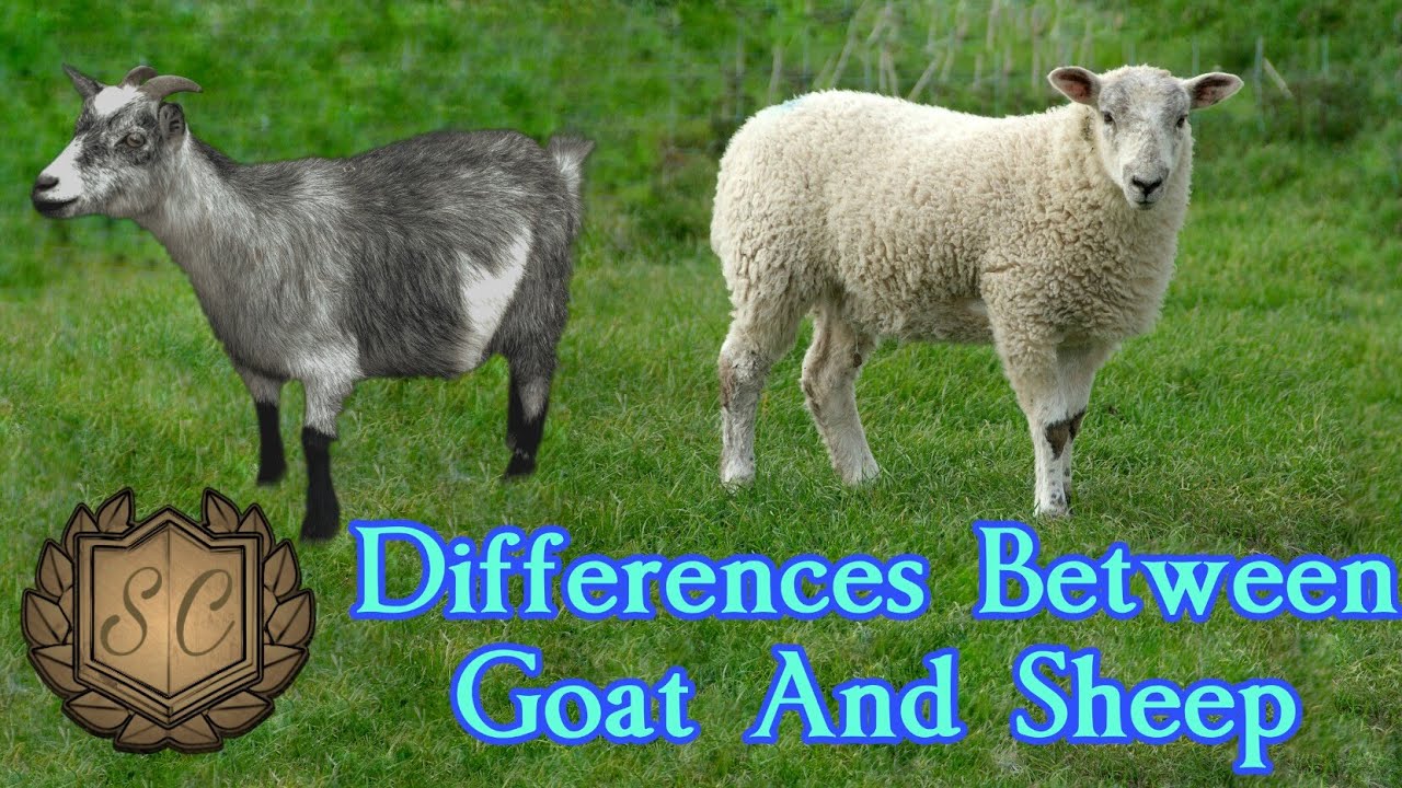 Differences Between Goat And Sheep | Saiful Chemistry