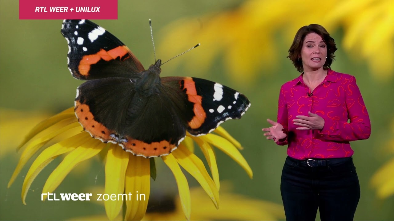 Casevideo Buienradar & RTL Weer
