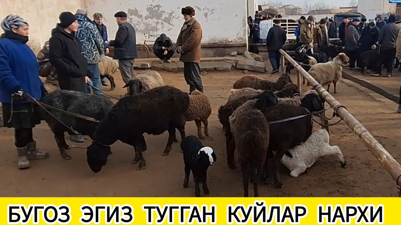 ХАЗОРАСП  КУЧКАР БУГОЗ ЭГИЗ ТУГГАН КУЙЛАР КУЗИ ЯНГИ НАРХИ 8-МАРТ 2026-ЙИЛ !!! ХОРАЗМ ОБЗОР 