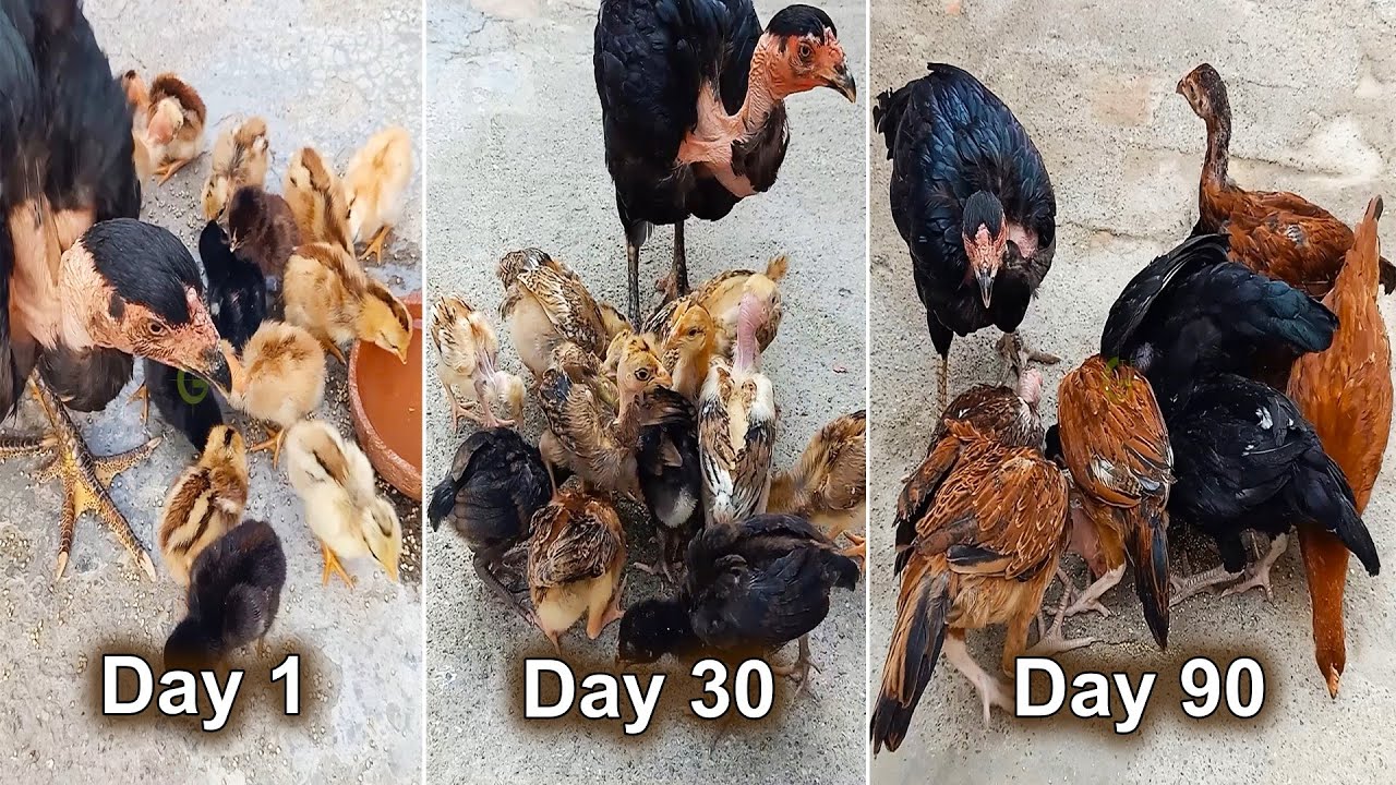 Black naked neck hen chicks growth complete video from day 1 to day 120