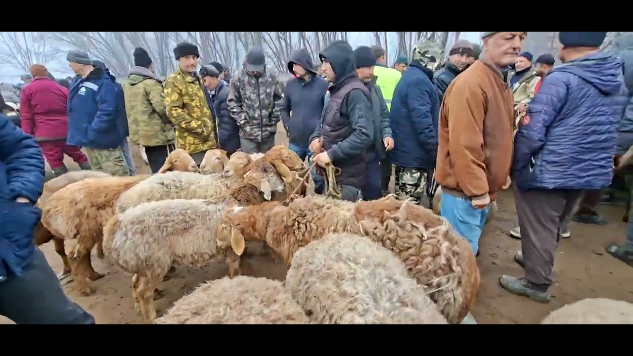 Молбозори Нуроншоҳ  гӯсфандҳо