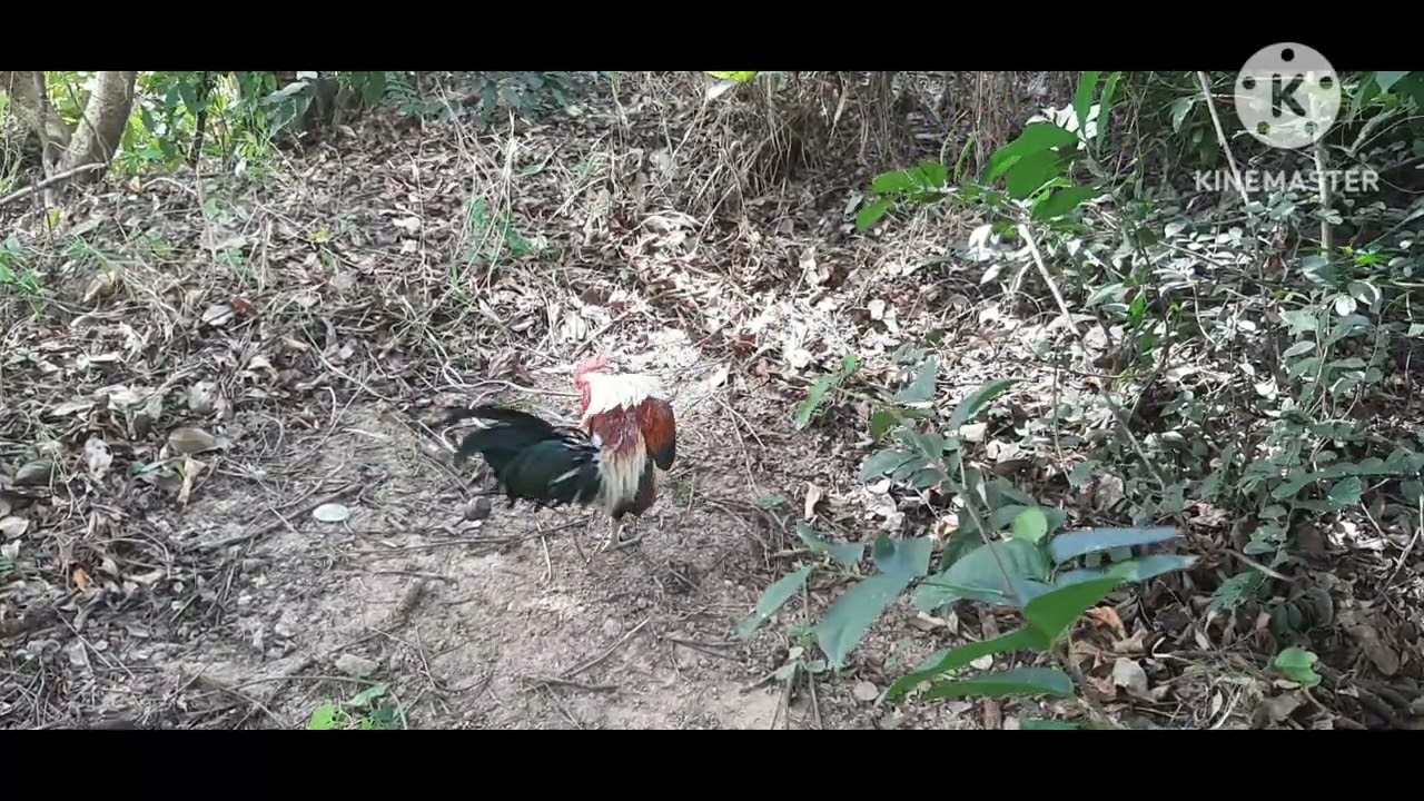 ไก่ต่อ สานรกแตก ไก่แจ้สระบุรี