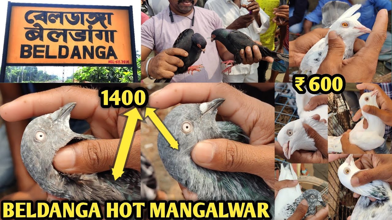 BELDANGA HOT //11:5 : 2024 ://BELDANGA HOT Murshidabad Beldanga pigeon market pyra o ro Birds sale