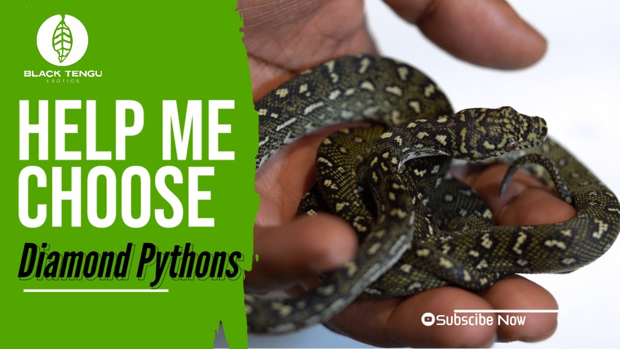 15 Diamonds, which do I choose!?- Diamond Pythons
