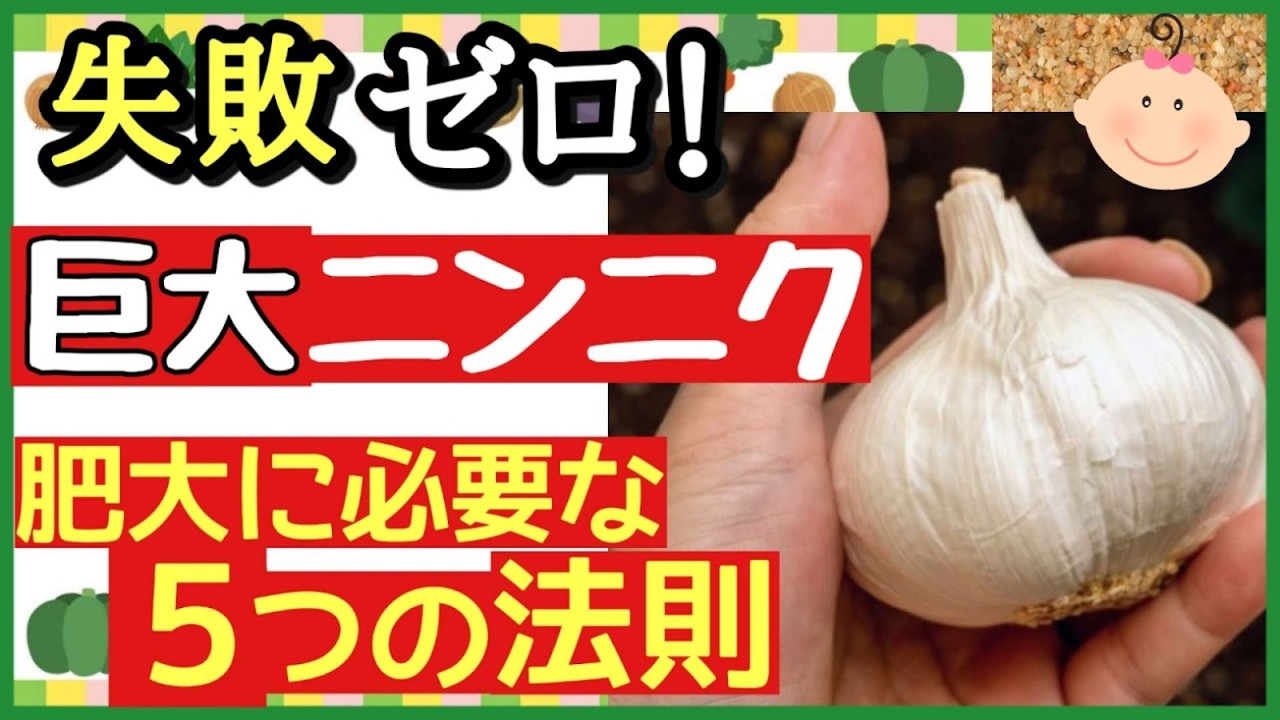 成功する人は必ずやっている！ニンニクを大きく育てる最強の５つの秘策♪【初心者・プランター家庭菜園】