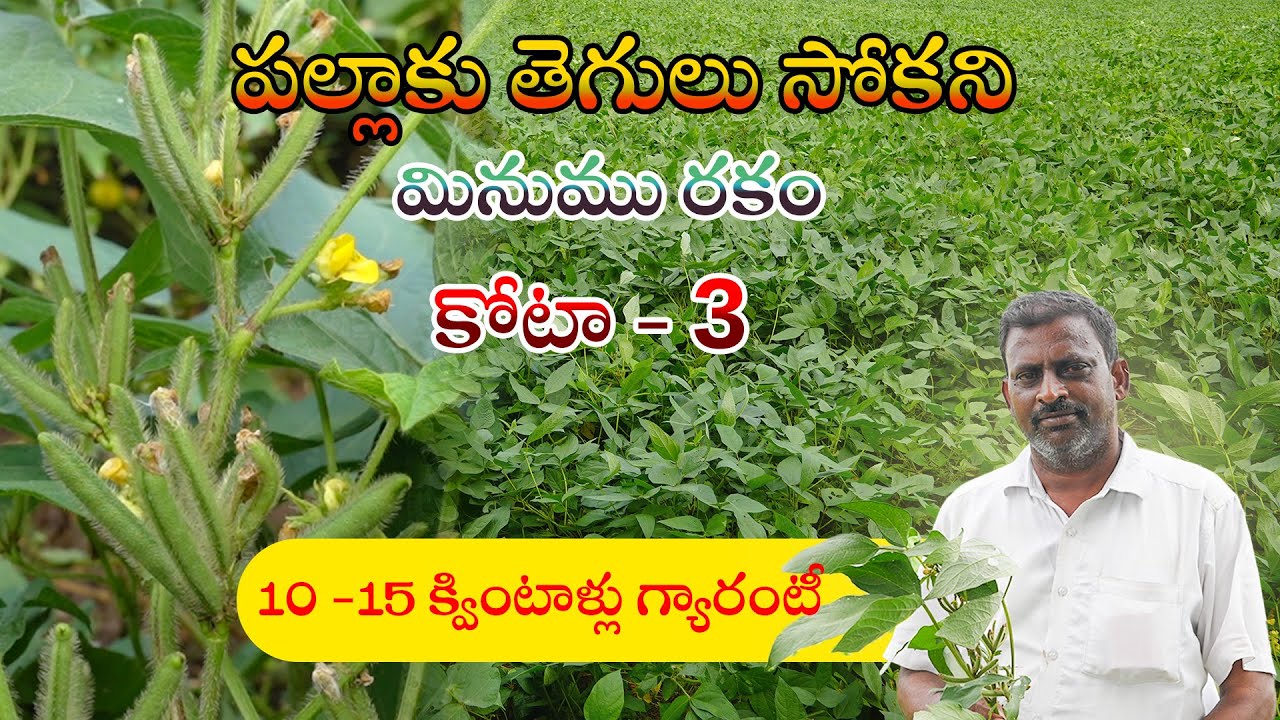పల్లాకు తెగులు సోకని మినుము రకం | కోటా - 3 | KOTA - 3