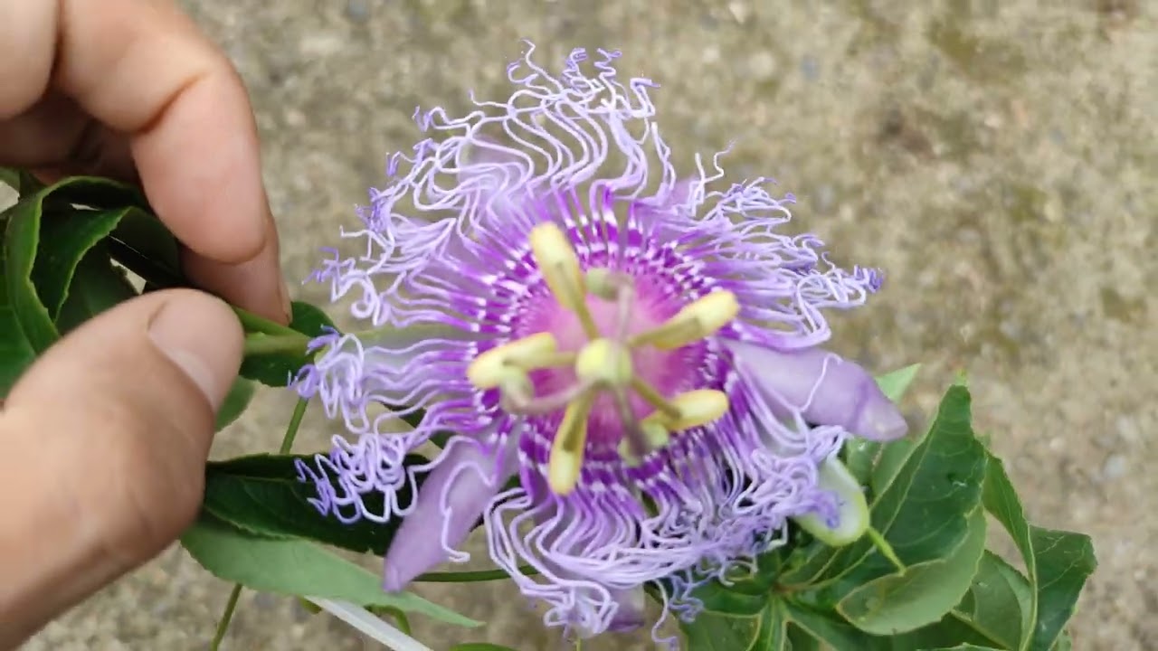 4К визуална представа на  Passiflora Incense #1