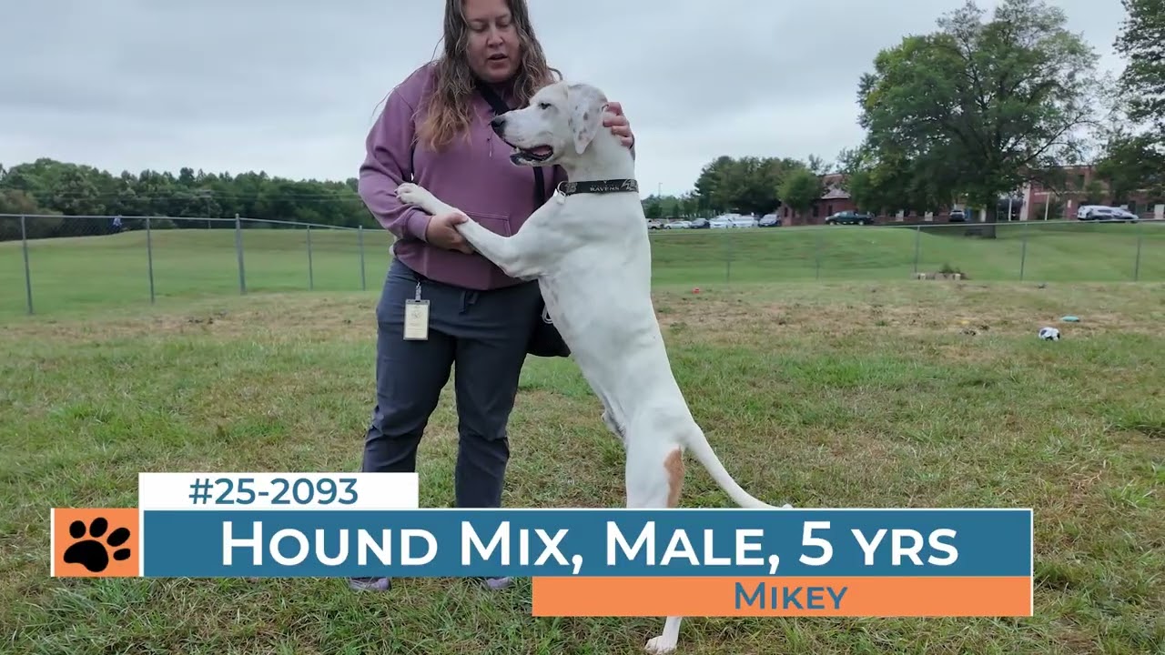 Mikey - 251780