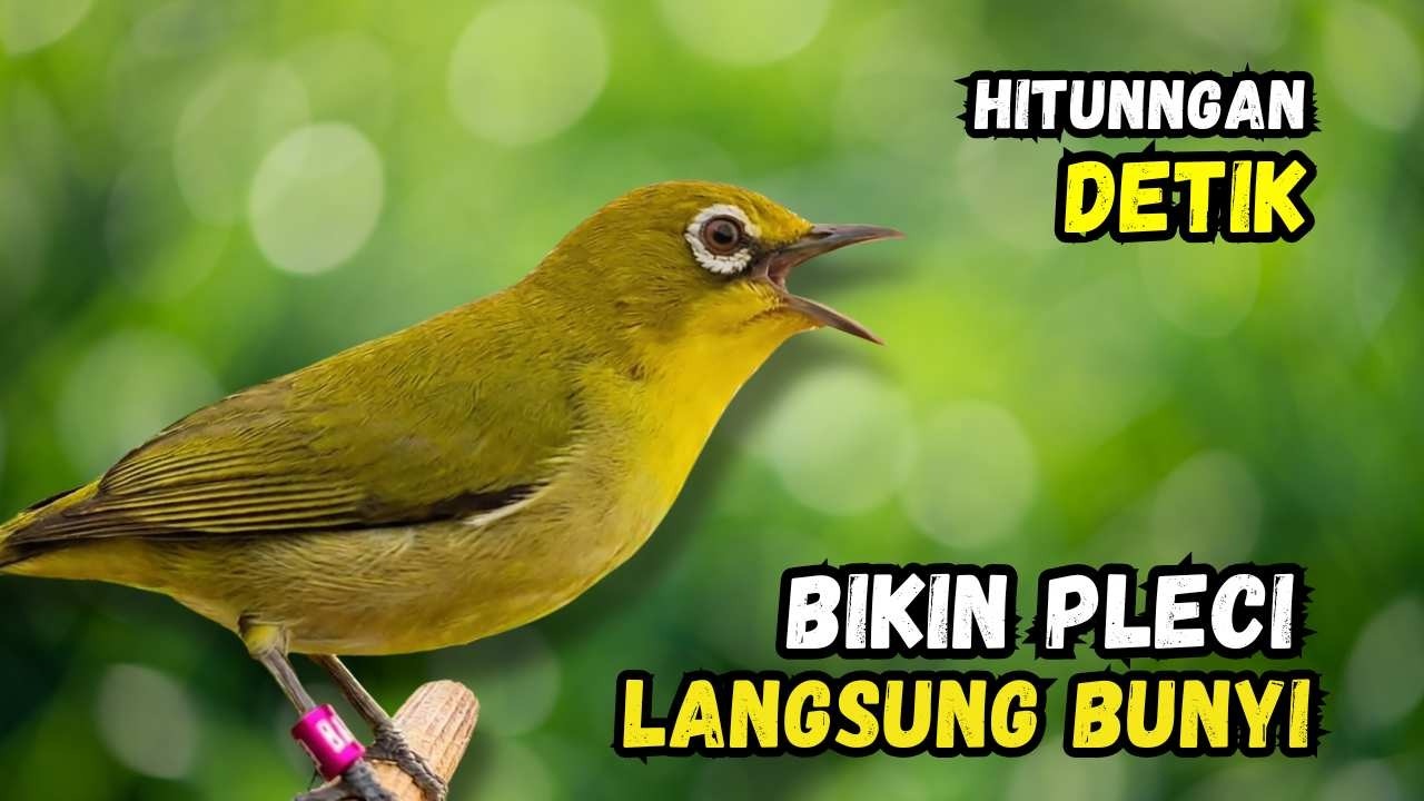 Pleci Betina Birahi Memanggil Jantan, Pleci Jantan Langsung Gacor