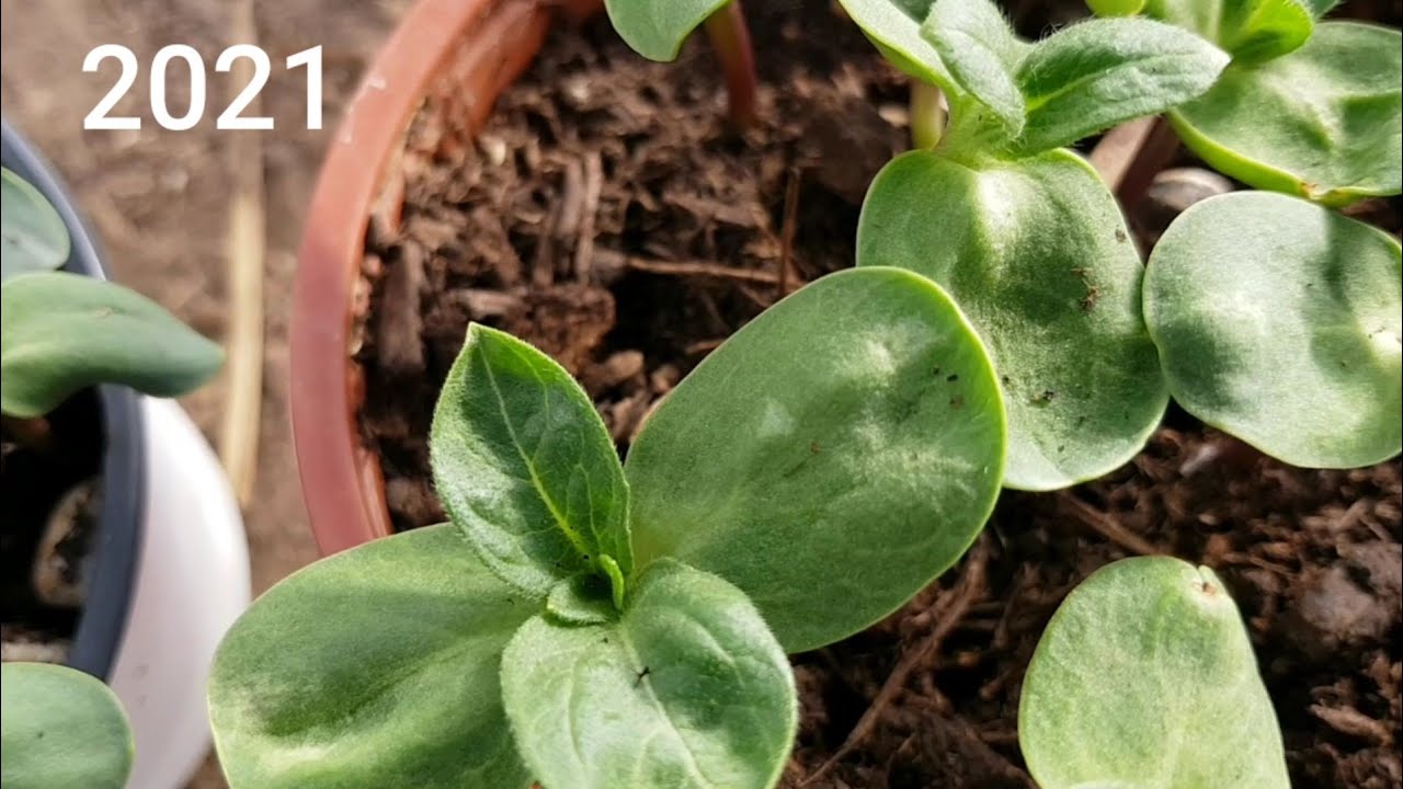 Semis de graines de Tournesol  2021