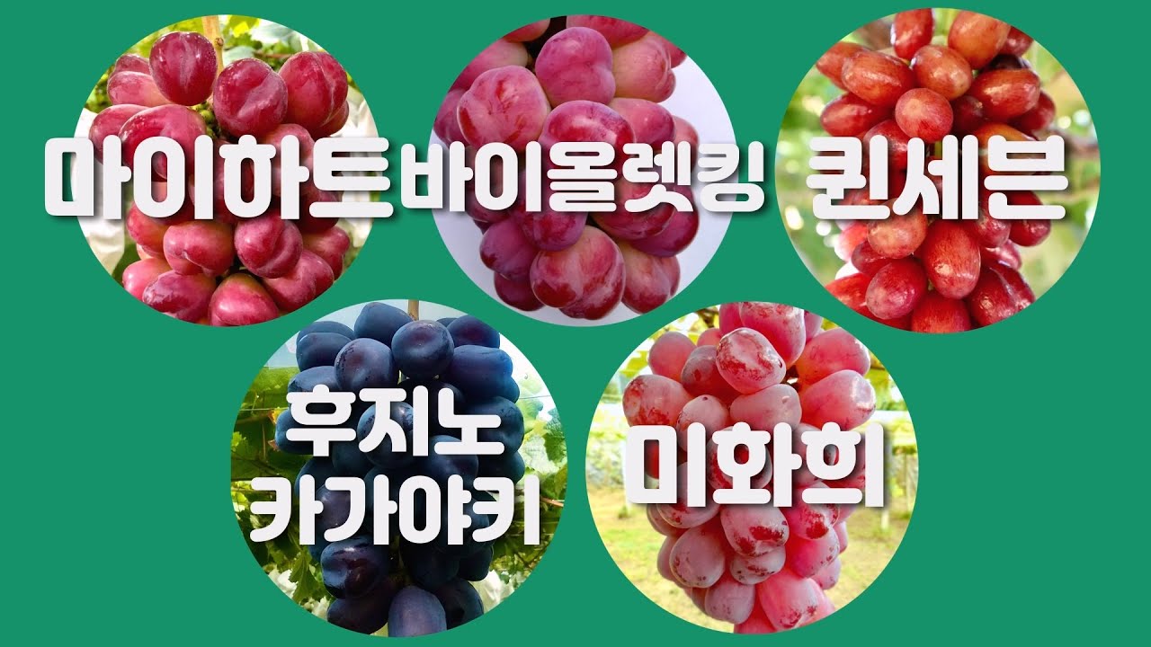 포도 신품종 소개 (시무라 포도 연구소 포도 - 마이하트, 바이올렛킹, 퀸세븐, 후지노 카가야키, 미화희)