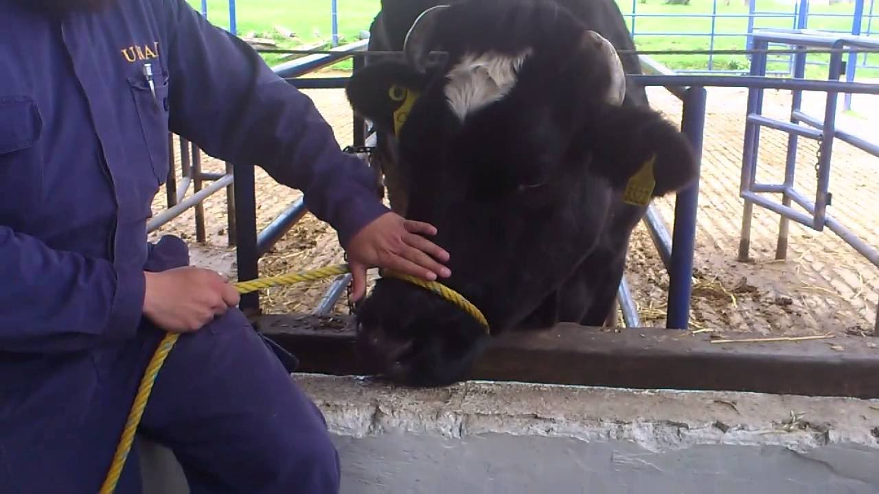 Nudos utlizados en ganadería y equinos - TvAgro por Juan Gonzalo Angel