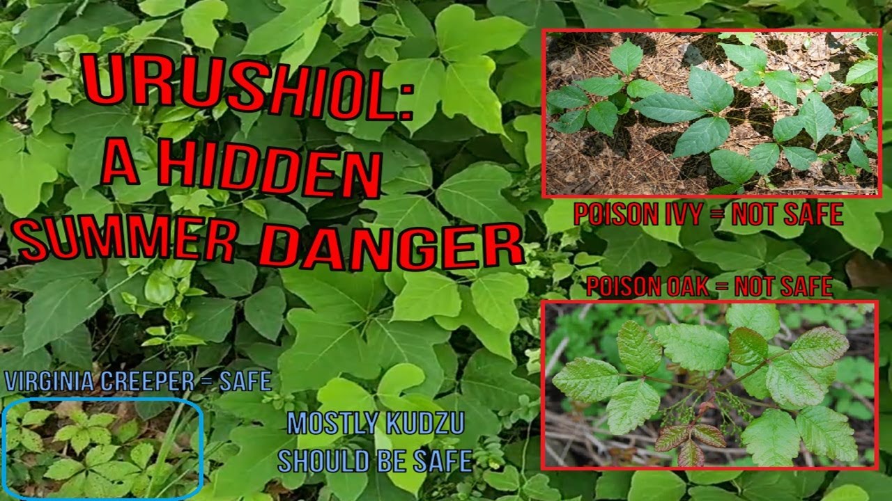 Urushiol:  A Hidden Summer Danger