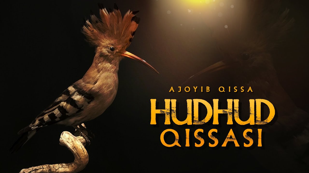 Hudhud qissasi | Ustoz Abdulloh Zufar