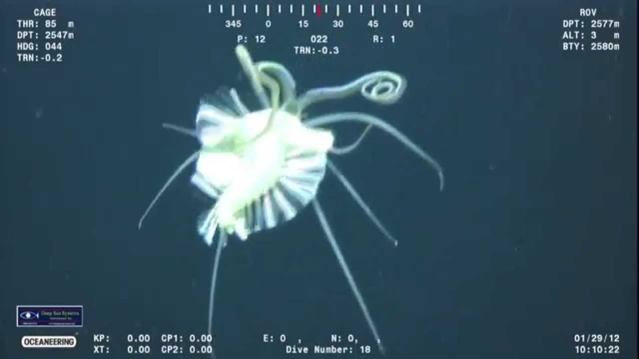 Teuthidodrilus. This pelagic polychaete worm is known as a 