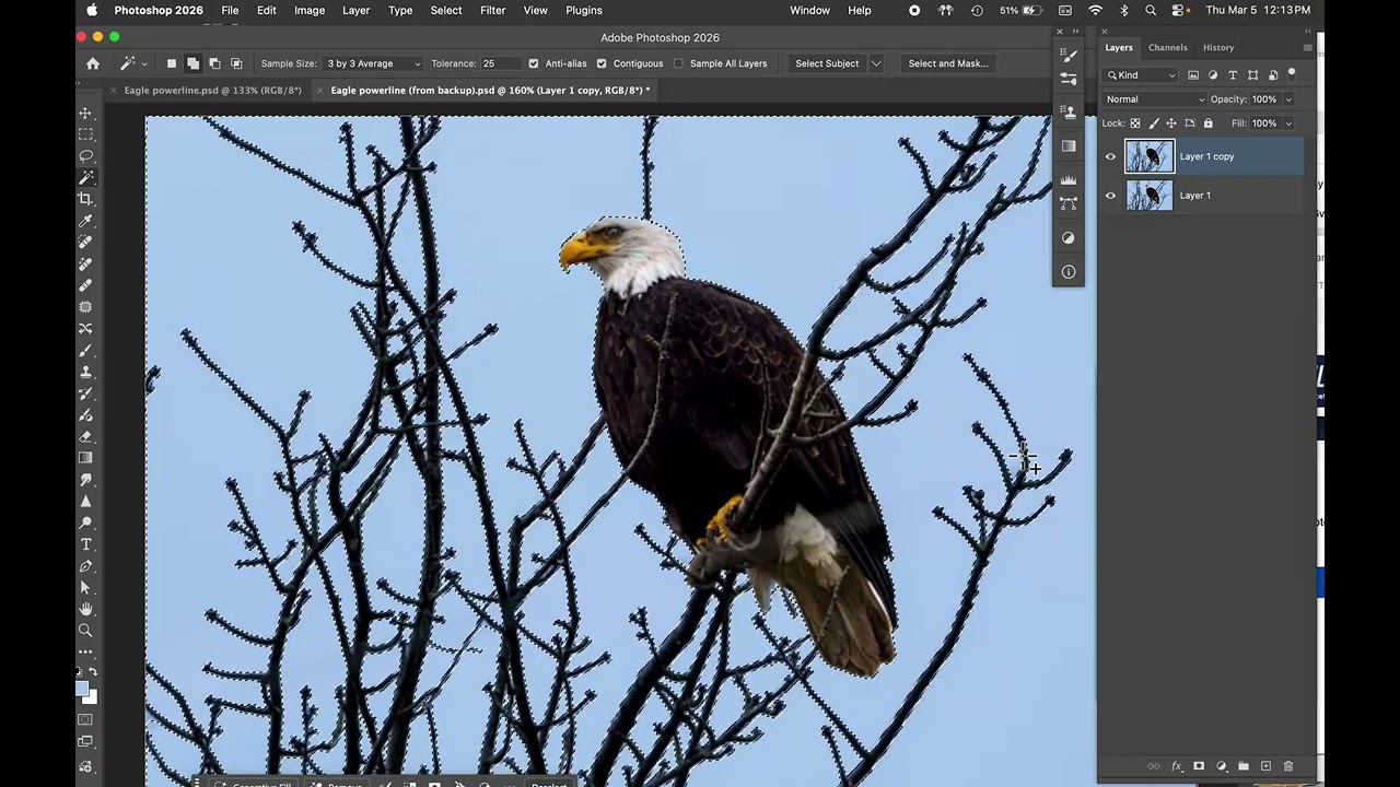 DEMO: Remove out of focus poweline from behind Eagle on branches.
