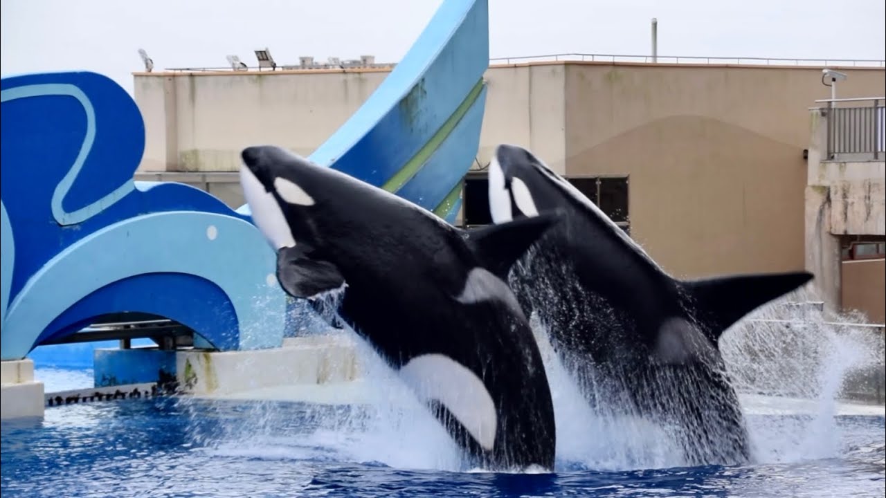 Full Orca Show -Shanghai Haichang Ocean Park- August 6, 2025 at 5:00 PM (with everyone except Zimo)